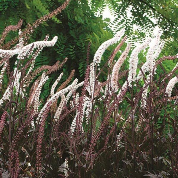 actaea-black-negligee