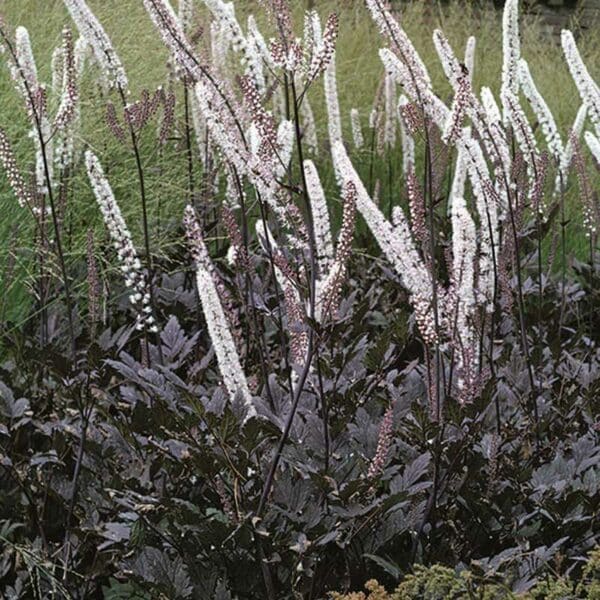 actaea-brunette