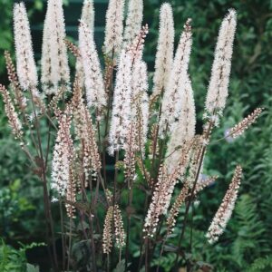 actaea-simplex-atropurpurea-cierge argent