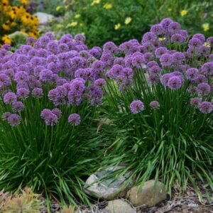 Allium Millenium_CJW13 (1)