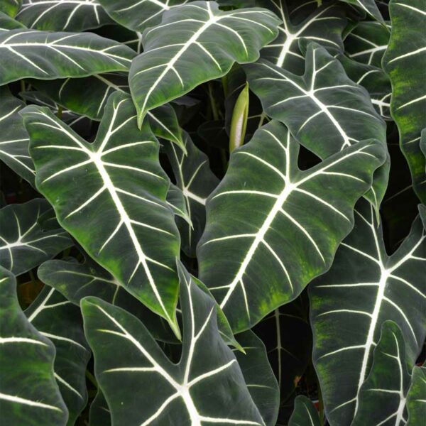 alocasia-frydek