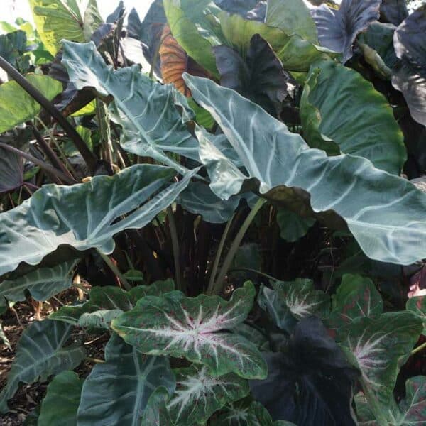 alocasia-kuching-mask