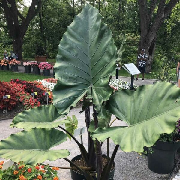 alocasia-sumo