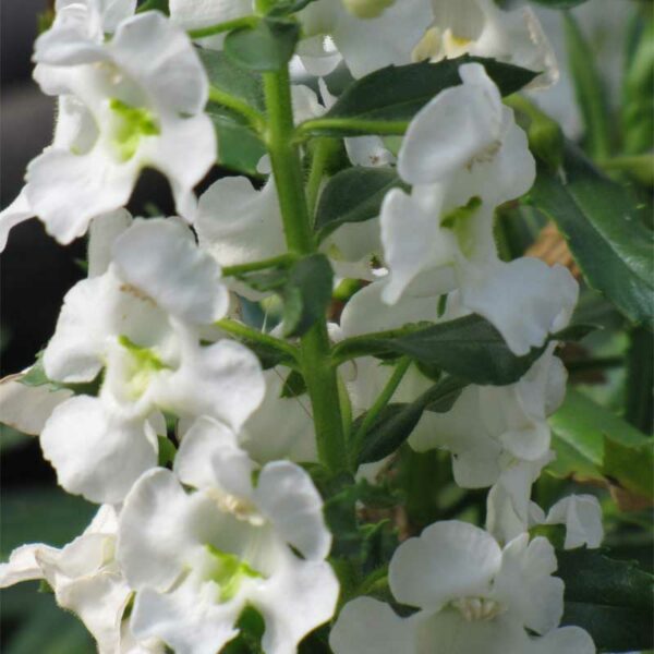 angelonia-archangel-blanc-2