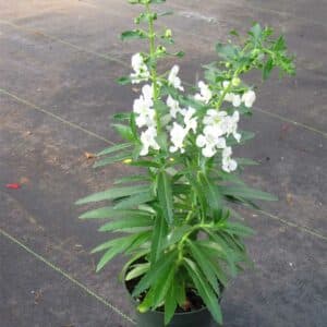 angelonia-archangel-blanc-3