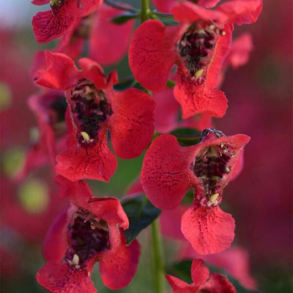 angelonia-archangel-cherry-red