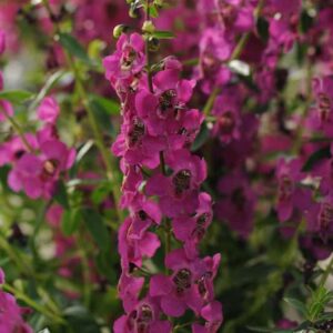 angelonia-archangel-framboise-raspberry