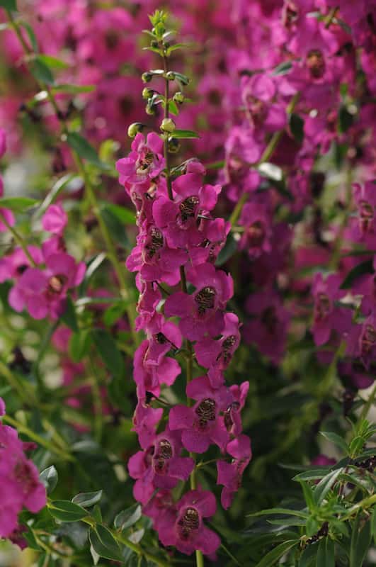 angelonia-archangel-framboise-raspberry