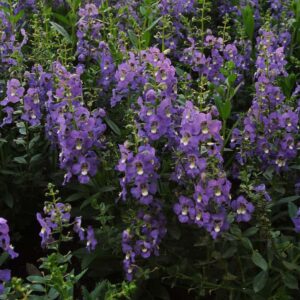 angelonia-archangel-violet