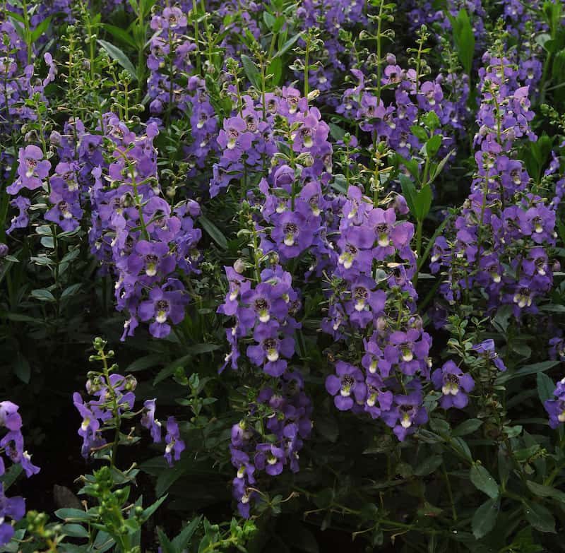 angelonia-archangel-violet