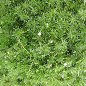 arenaria-verna-sagina-irish-moss-foliage