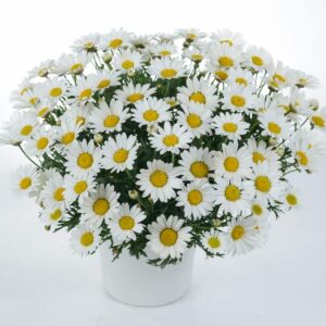 argyranthemum-everest-blanc-white-marguerite-daisy