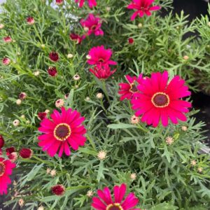 argyranthemum-grandaisy-dark-pink-marguerite-daisy