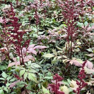 astilbe-arend-fanal