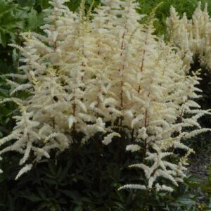 astilbe-arendsii-cappuccino