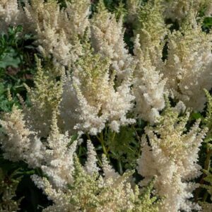 astilbe-arendsii-moccachino