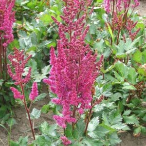 astilbe-chin-vision-in-red