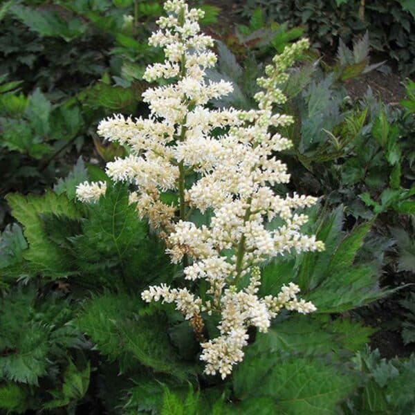 astilbe-chin-vision-in-white