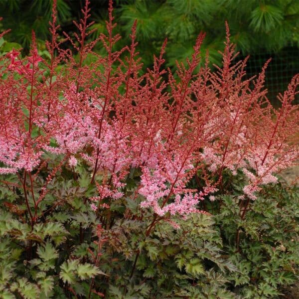 astilbe-jap-deft-lace