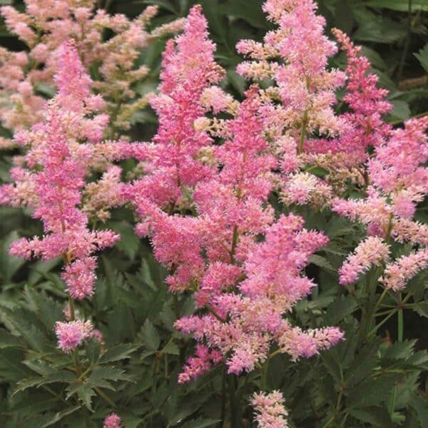 astilbe-jap-peach-blossom