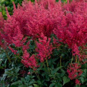 astilbe-japonica-montgomery