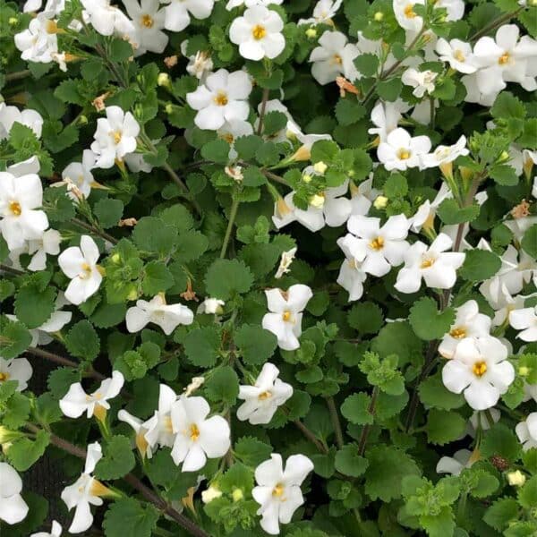 bacopa-gulliver-blanc