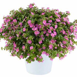 bacopa-scopia-gulliver-rose-pink