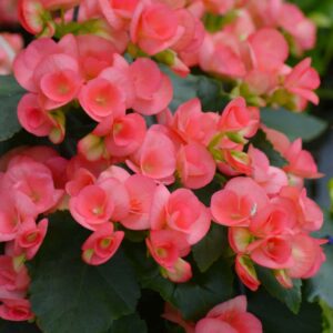 begonia-elatior-rieger-netja-dark