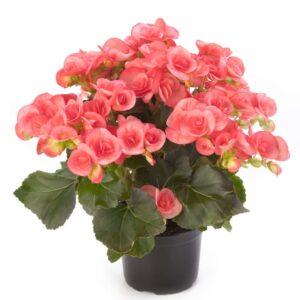 begonia-elatior-rieger-sandrine