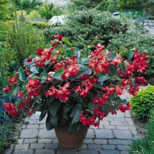 begonia-hybrida-dragon-wing-rouge-red-patio