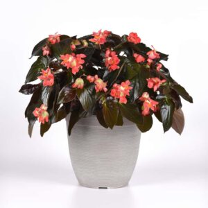 begonia-hybrida-dragon-wings-feuille-rouge-red-leaf