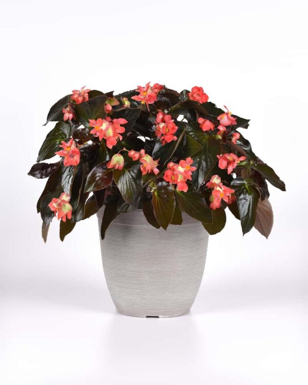 begonia-hybrida-dragon-wings-feuille-rouge-red-leaf