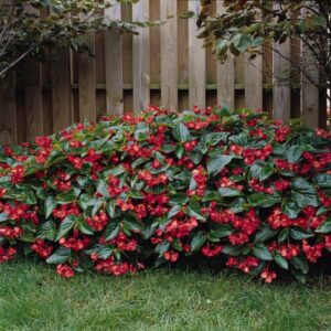 begonia-hybrida-dragon-wings-rouge-red