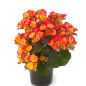 begonia-rieger-eliator-carneval