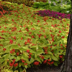 begonia vegetative-canary-wings-shade-ombre