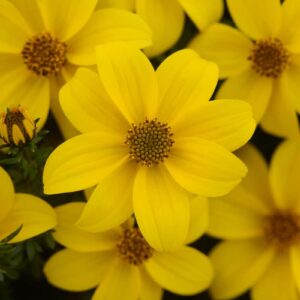 bidens-sundrop-compact-serresbrisebois