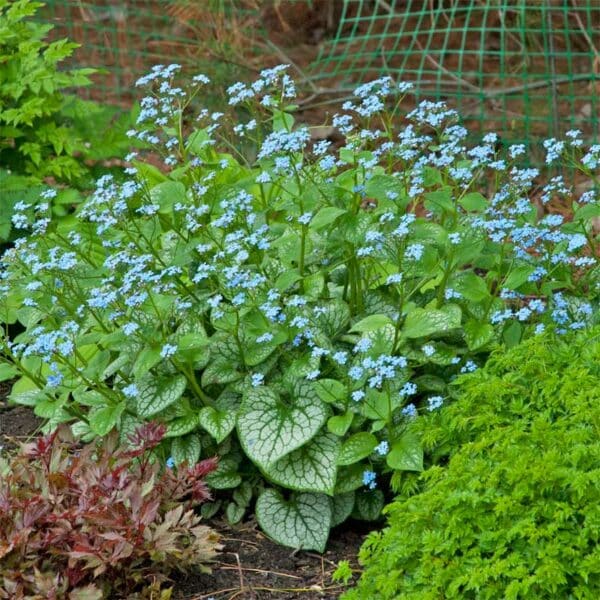 brunnera-jack-frost