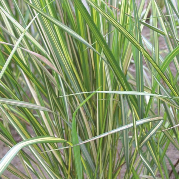 calamagrostis-eldorado