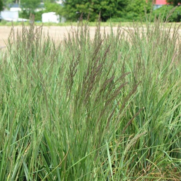 calamagrostis-karl-foerster