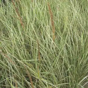 calamagrostis-overdam