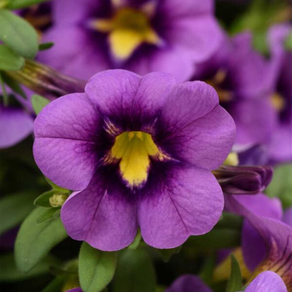 calibrachoa-blue-bumble-bee