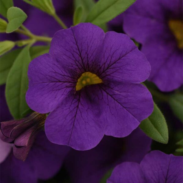 calibrachoa-cabaret-bleu-fonce