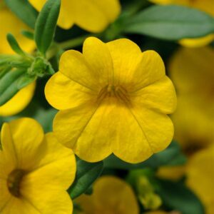 calibrachoa-cabaret-jaune