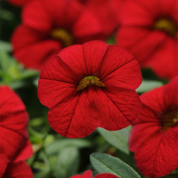 calibrachoa-cabaret-rouge