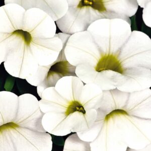 calibrachoa-calitastic-blanc-white