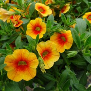 calibrachoa-calitastic-mango