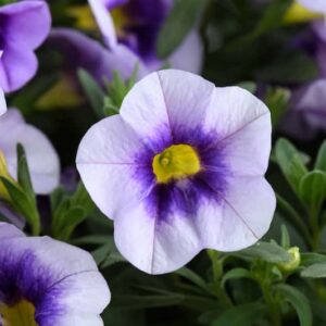 calibrachoa-eyeconic-purple