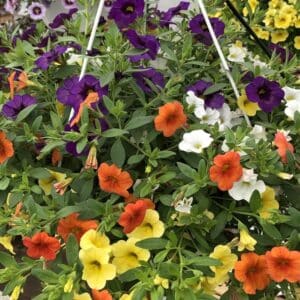 calibrachoa-general-serresbrisebois