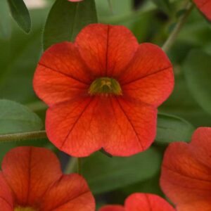 calibrachoa-mini-famous-neo-deep-orange