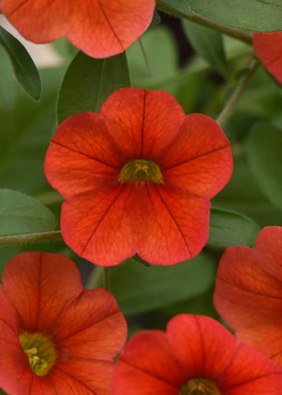 calibrachoa-mini-famous-neo-deep-orange